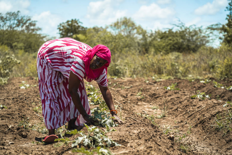 Kenialainen Halima korjaa satoa pellolla. Nenäpäivä tukee Fidan työtä Keniassa.