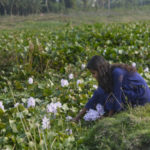 Bangladeshilainen tyttö sinisessä asussa kerää valkoisia kukkia.