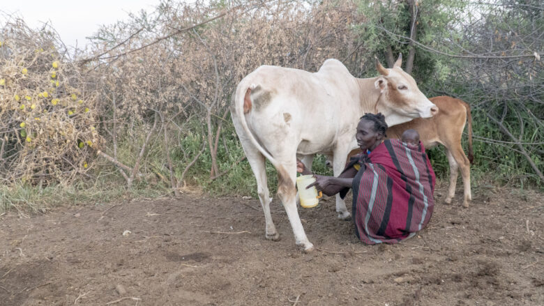 Ugandalainen nainen lypsää lehmää selässään pieni vauva